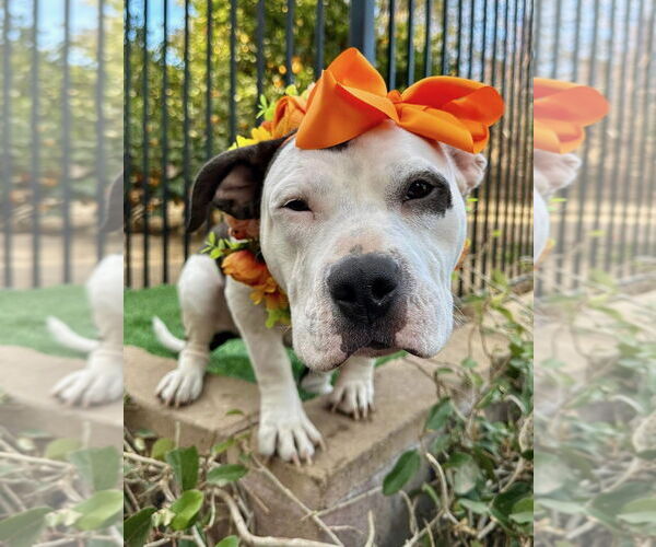 Medium Photo #10 American Staffordshire Terrier-Unknown Mix Puppy For Sale in Redlands, CA, USA
