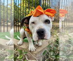 Small #9 American Staffordshire Terrier Mix