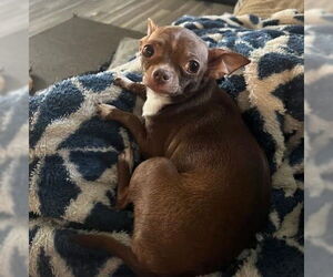 Chihuahua Dogs for adoption in South Bend, IN, USA