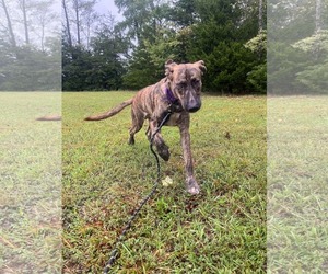 Wiley: At shelter - Male Great Dane-Unknown Mix Dog for Adoption - Photo #6