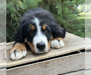 Bernese Mountain Dog Puppy for sale in MIDDLEBURY, IN, USA