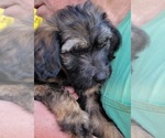 Small Photo #1 Aussiedoodle Puppy For Sale in ARCHDALE, NC, USA