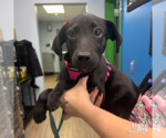 Small #1 Labrador Retriever Mix
