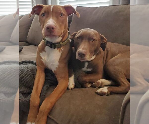 Medium Photo #33 American Pit Bull Terrier-Blue Lacy Mix Puppy For Sale in Rockaway, NJ, USA