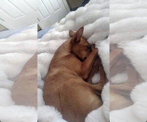 Miela - Female Chihuahua Dog for Adoption - Photo #2