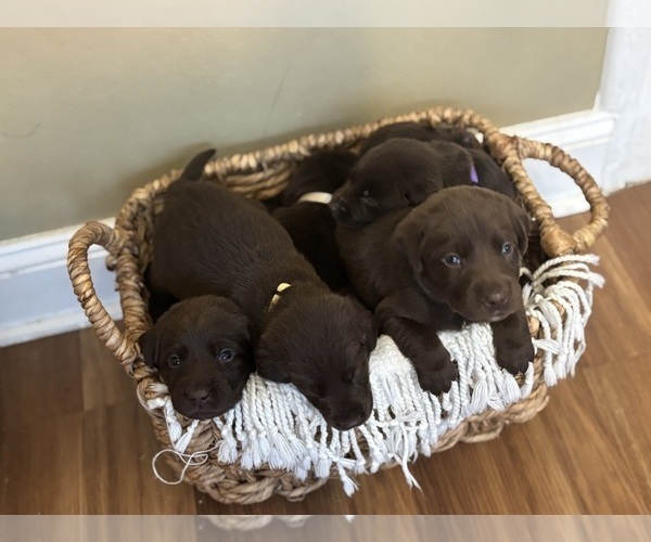 Medium Photo #1 Labrador Retriever Puppy For Sale in INDIANAPOLIS, IN, USA