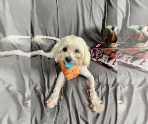 Maltese-Unknown Mix Dogs for adoption in Princeton, MN, USA