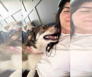 Sandy B - Female Mutt Dog for Adoption - Photo #9