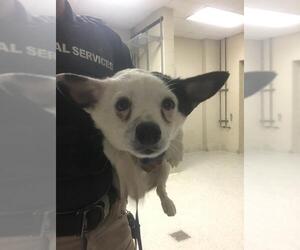 Chihuahua-Unknown Mix Dogs for adoption in Conroe, TX, USA