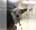 A433150 - Male Chihuahua-Unknown Mix Dog for Adoption - Small photo