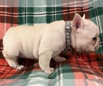 Small Photo #17 French Bulldog Puppy For Sale in BOLIVAR, MO, USA