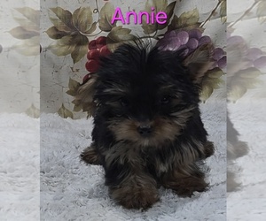 Yorkshire Terrier Puppy for sale in AZLE, TX, USA