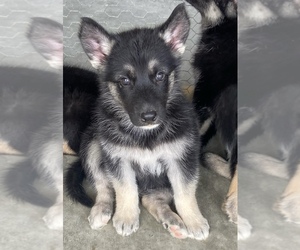 German Shepherd Dog-Siberian Husky Mix Puppy for sale in GOLDTHWAITE, TX, USA