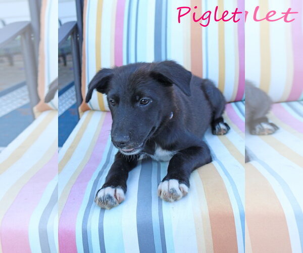 Medium Photo #3 Collie-Labrador Retriever Mix Puppy For Sale in Wakefield, RI, USA