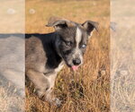 Small #2 Siberian Husky Mix
