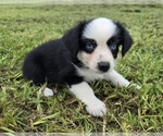 Small #2 Miniature Australian Shepherd