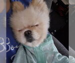 Small #4 Pomeranian