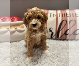 Goldendoodle (Miniature) Puppy for sale in CEDAR BLUFF, VA, USA