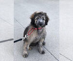 Small Photo #1 Aussie-Poo-Aussiedoodle Mix Puppy For Sale in RITTMAN, OH, USA