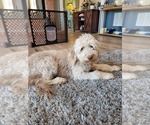 Small Photo #1 Goldendoodle Puppy For Sale in NEWNAN, GA, USA