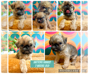 Medium Brussels Griffon