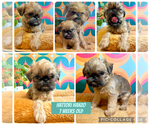 Puppy Puppy 1 Brussels Griffon
