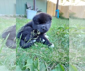 Akita Puppy for sale in JOHNSTOWN, PA, USA