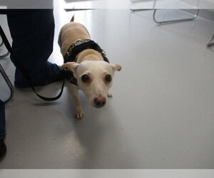 Chihuahua-Unknown Mix Dogs for adoption in Ocala, FL, USA