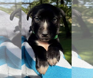 Medium American Pit Bull Terrier-Labrador Retriever Mix