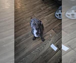 American Staffordshire Terrier-Unknown Mix Dogs for adoption in San Antonio, TX, USA