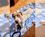 Small #2 American Staffordshire Terrier Mix