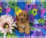 Small Photo #6 Goldendoodle (Miniature) Puppy For Sale in COCHRANVILLE, PA, USA