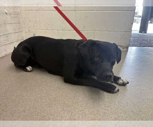 Medium Photo #1 Mutt Puppy For Sale in San Bernardino, CA, USA