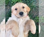 Puppy Red Girl Golden Retriever