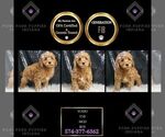 Puppy Yukio F1B Goldendoodle (Miniature)