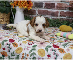 Alexa - Female Cavapoo (Miniature) Puppy for Sale - Photo #3