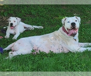 Mother of the American Bulldog puppies born on 03/25/2022