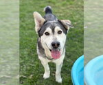 POPS - Male Siberian Husky-Unknown Mix Dog for Adoption - Small photo