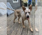 Small #4 Mutt