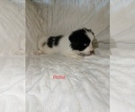 Puppy 3 Huskimo-Miniature American Shepherd Mix