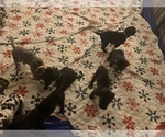 Small Photo #44 Great Dane Puppy For Sale in MARICOPA, AZ, USA