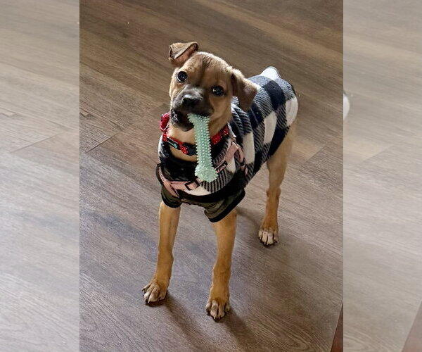 Medium Photo #4 Bulldog-Chihuahua Mix Puppy For Sale in North Royalton, OH, USA