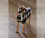 Small #3 Bulldog-Chihuahua Mix