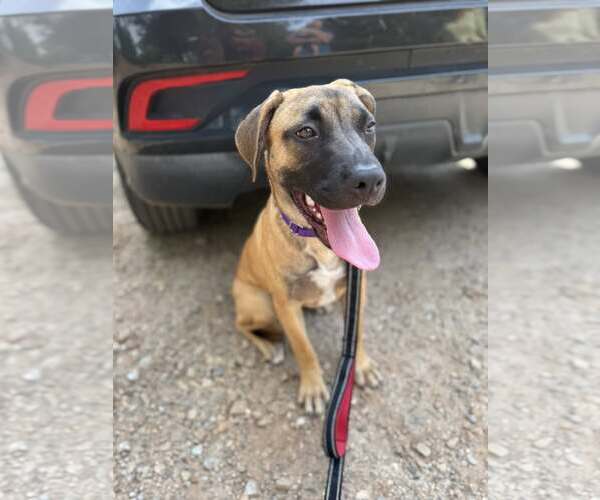 Medium Photo #7 Mutt Puppy For Sale in Decatur, GA, USA