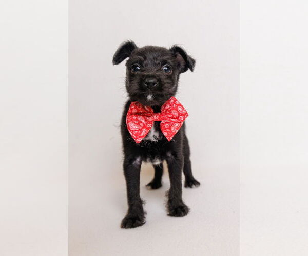 Medium Photo #2 Border Terrier-Chihuahua Mix Puppy For Sale in McKinney, TX, USA