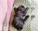 Small Photo #19 Saint Berdoodle Puppy For Sale in HOMOSASSA, FL, USA