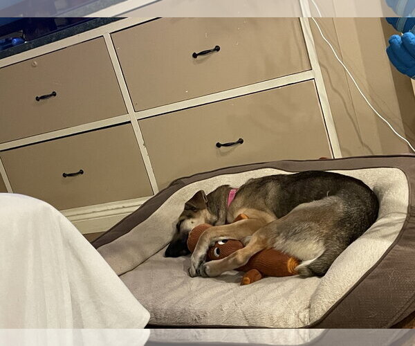 Medium Photo #6 German Shepherd Dog-Unknown Mix Puppy For Sale in Rockaway, NJ, USA