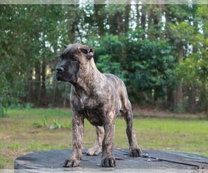 Cane Corso Puppy for sale in MELROSE, FL, USA