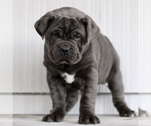 Medium Photo #1 Cane Corso Puppy For Sale in LANCASTER, PA, USA