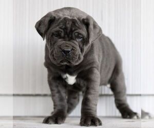 Cane Corso Puppy for sale in LANCASTER, PA, USA